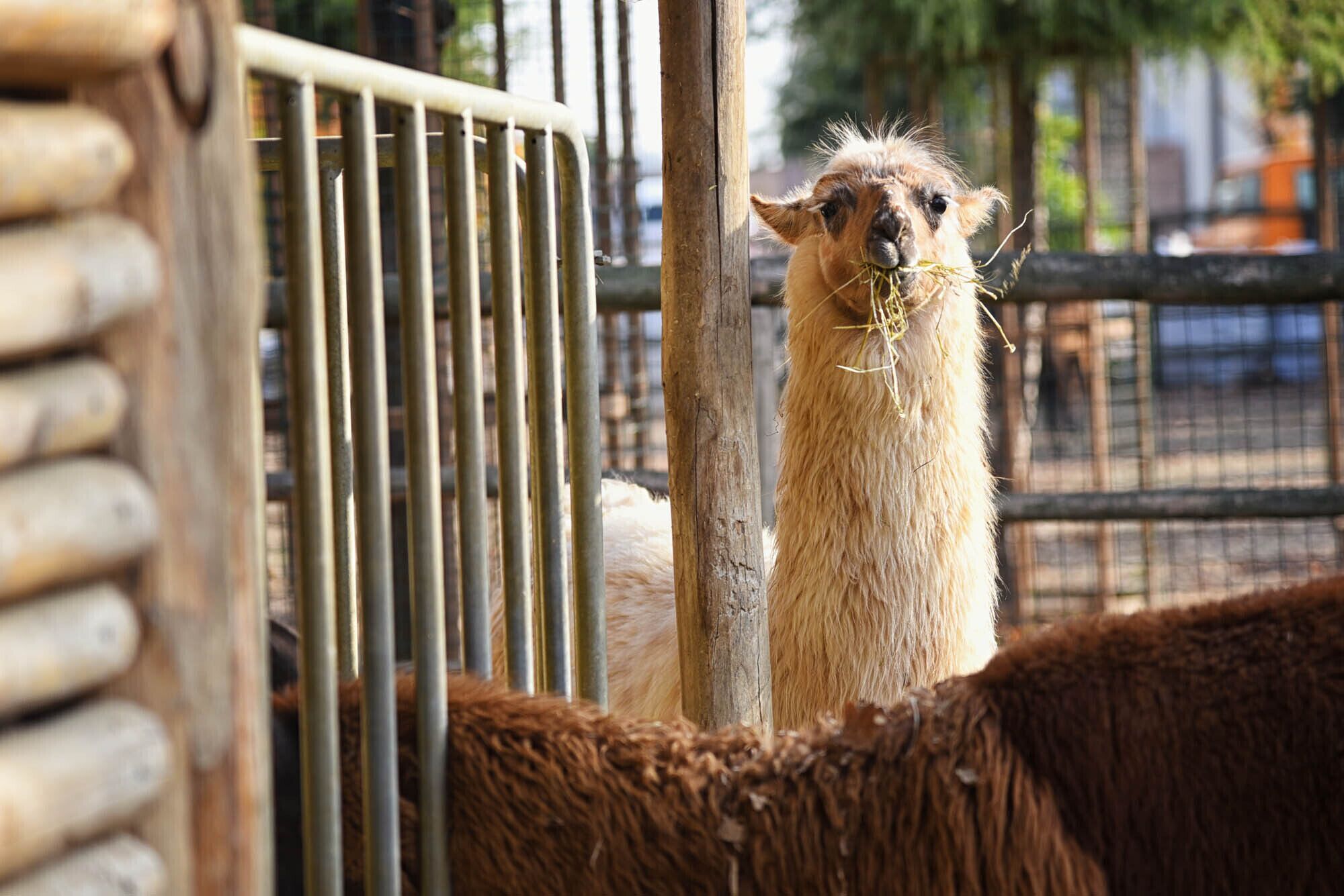 Una llama dins un recinte amb barres metàl·liques i un pal de fusta.