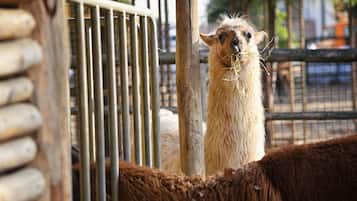 Un lama all'interno di un recinto con sbarre metalliche e un palo di legno.