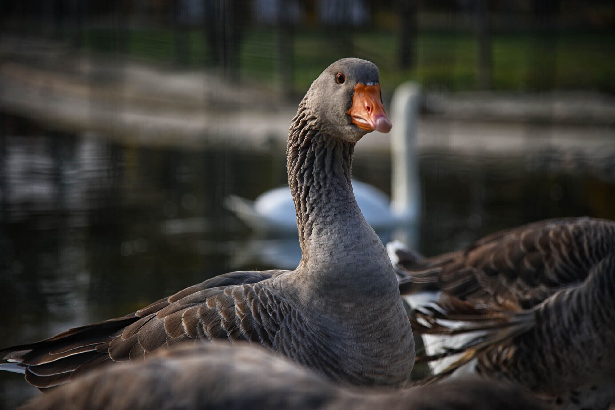 Gros plan d’une oie au plumage gris et au bec orange, nageant dans l’eau.