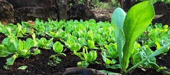 El Zopilote - Hostel