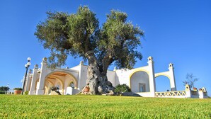 Un grand arbre se dresse devant un bâtiment blanc orné d’arcades et doté d’un balcon.