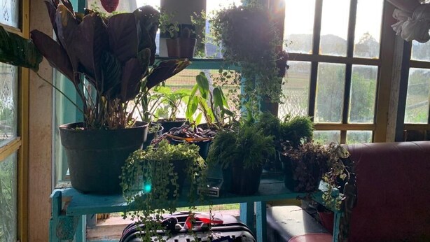 Ein Zimmer mit Fenster, einem Regal mit Topfpflanzen und einem roten Stuhl.