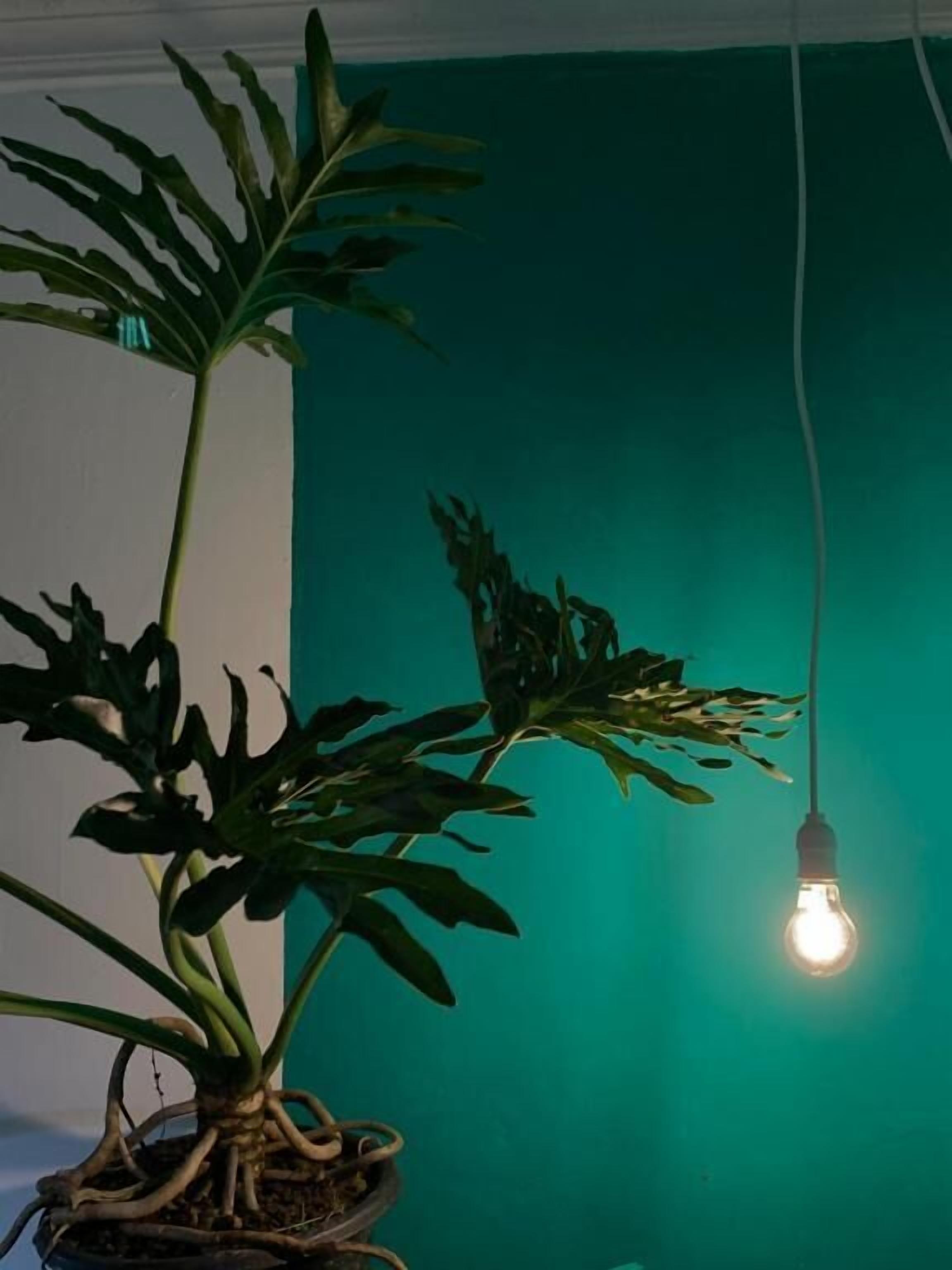 Une plante en pot, avec de grandes feuilles, et une ampoule suspendue.