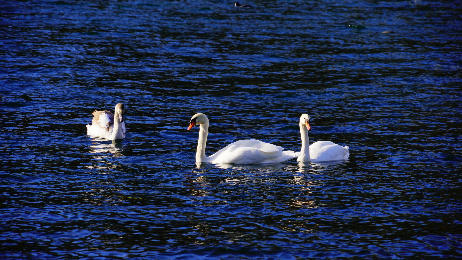 Three swans swimming in a body of water.