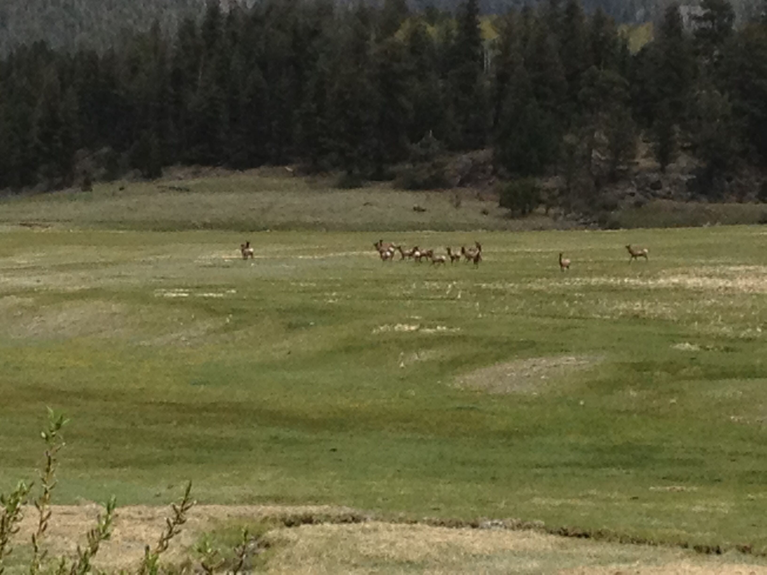 A wide-open field with a herd of deer in the distance.