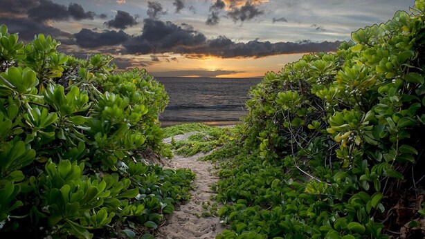 A pathway leading to a beach with dense green foliage on either side. -  #239 Steps to Kamaole III Beach,  New Kitchen 'Solid Gold Value' Maui Revealed (Kihei)