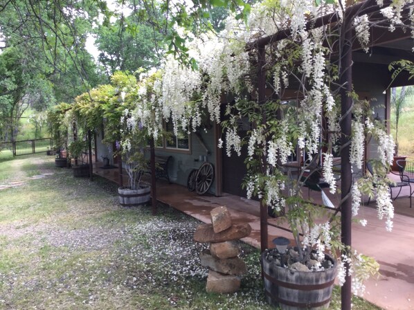 Un espacio al aire libre cubierto con plantas blancas de flores, asientos de piedra y una estructura de madera rústica.