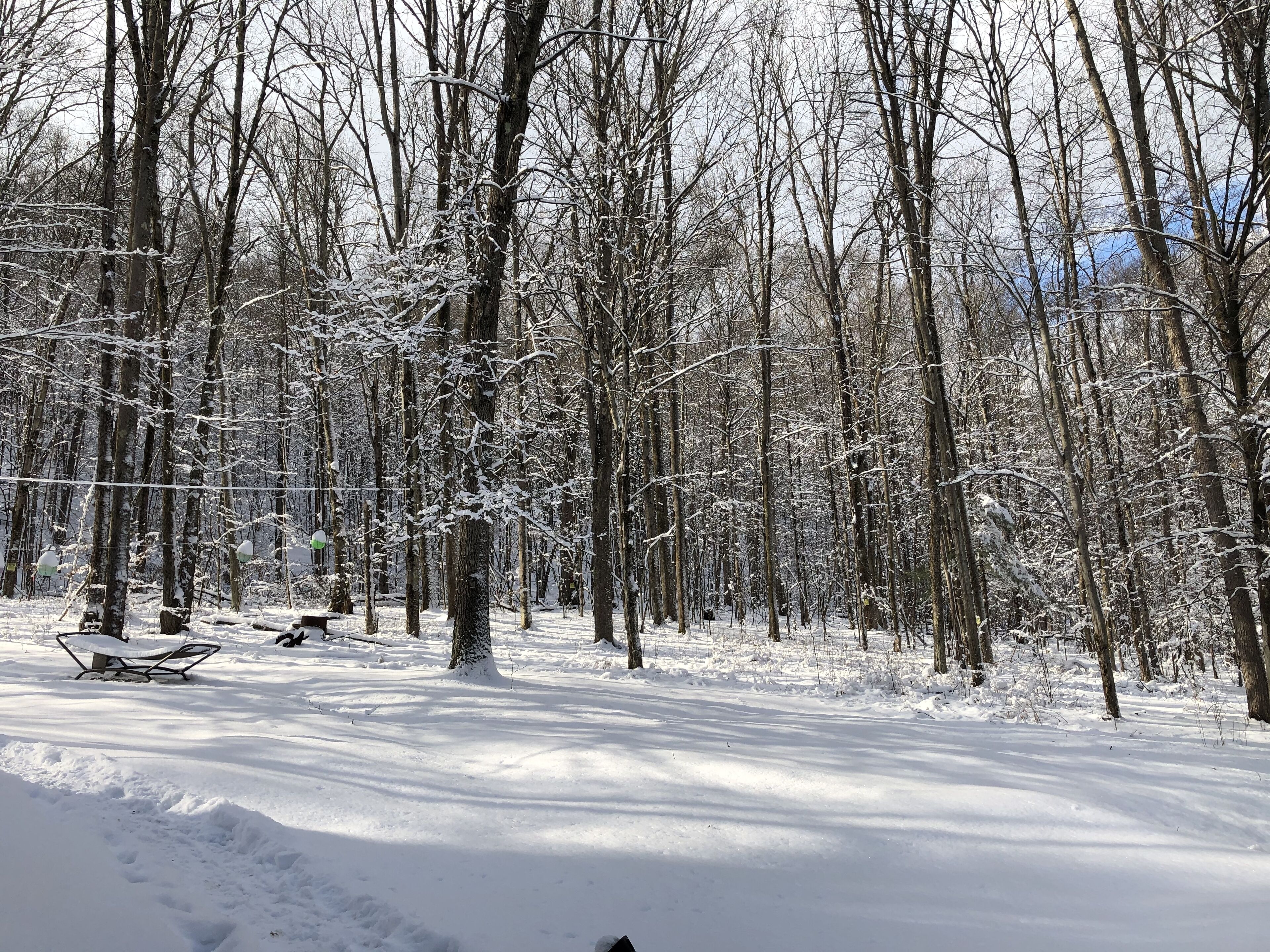 A snow-covered forest with bare trees and a bench.