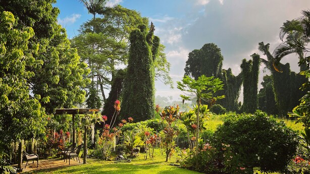 A lush garden with a wooden bench and a pathway. - Spacious Historic Estate ~ 5 Min Walk to Hilo & Bay Front (Hilo)