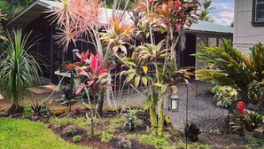 A garden with various tropical plants and a house in the background. - Spacious Historic Estate ~ 5 Min Walk to Hilo & Bay Front (Hilo)