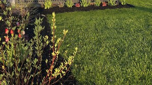 Un jardin avec une clôture en bois, diverses plantes et un arbre.