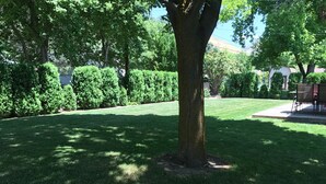 Un césped bien cuidado con un gran árbol en el centro, rodeado de arbustos recortados y un cielo despejado.