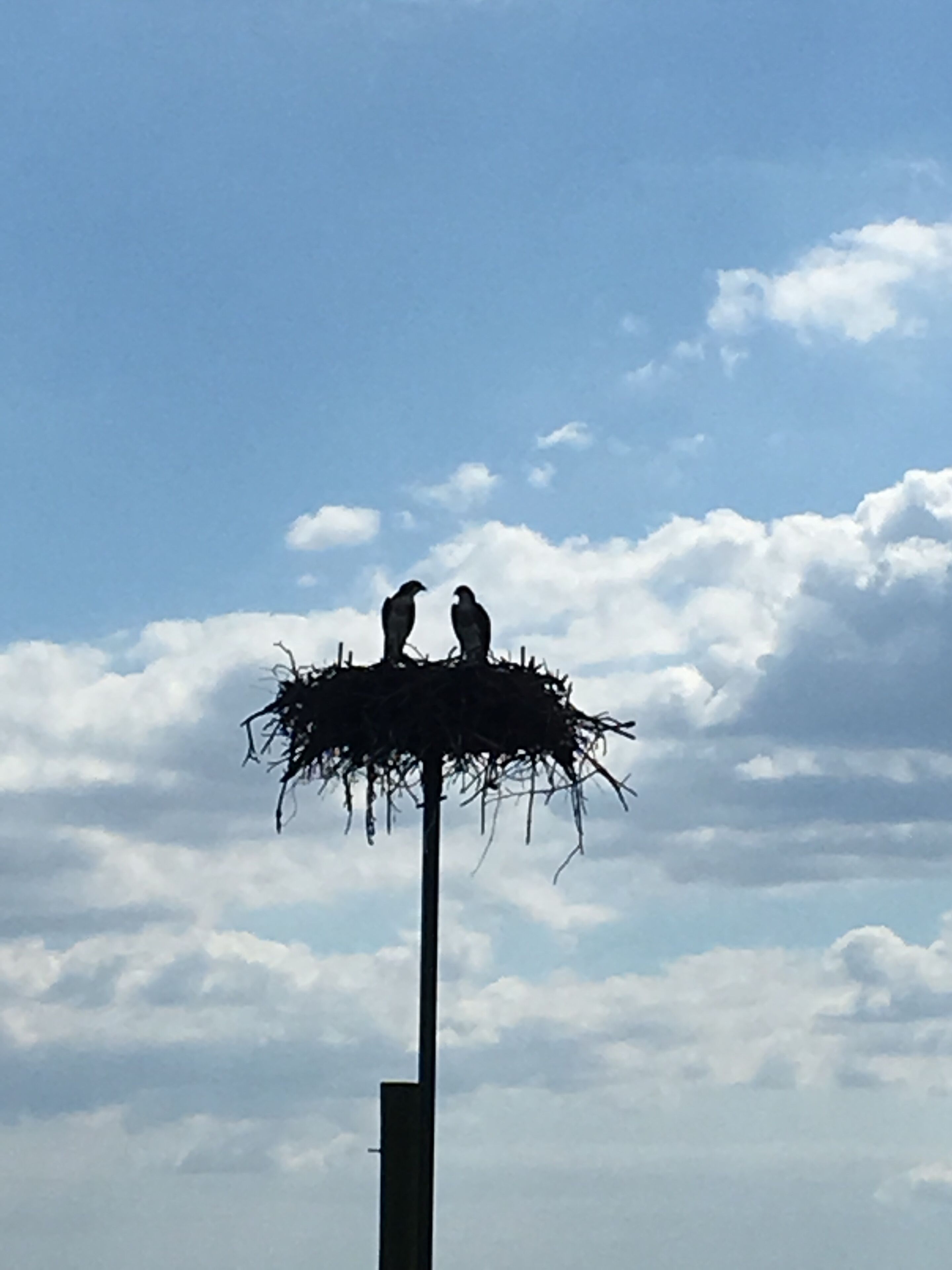 Un nido de pájaro en un poste, con dos aves posadas sobre él.