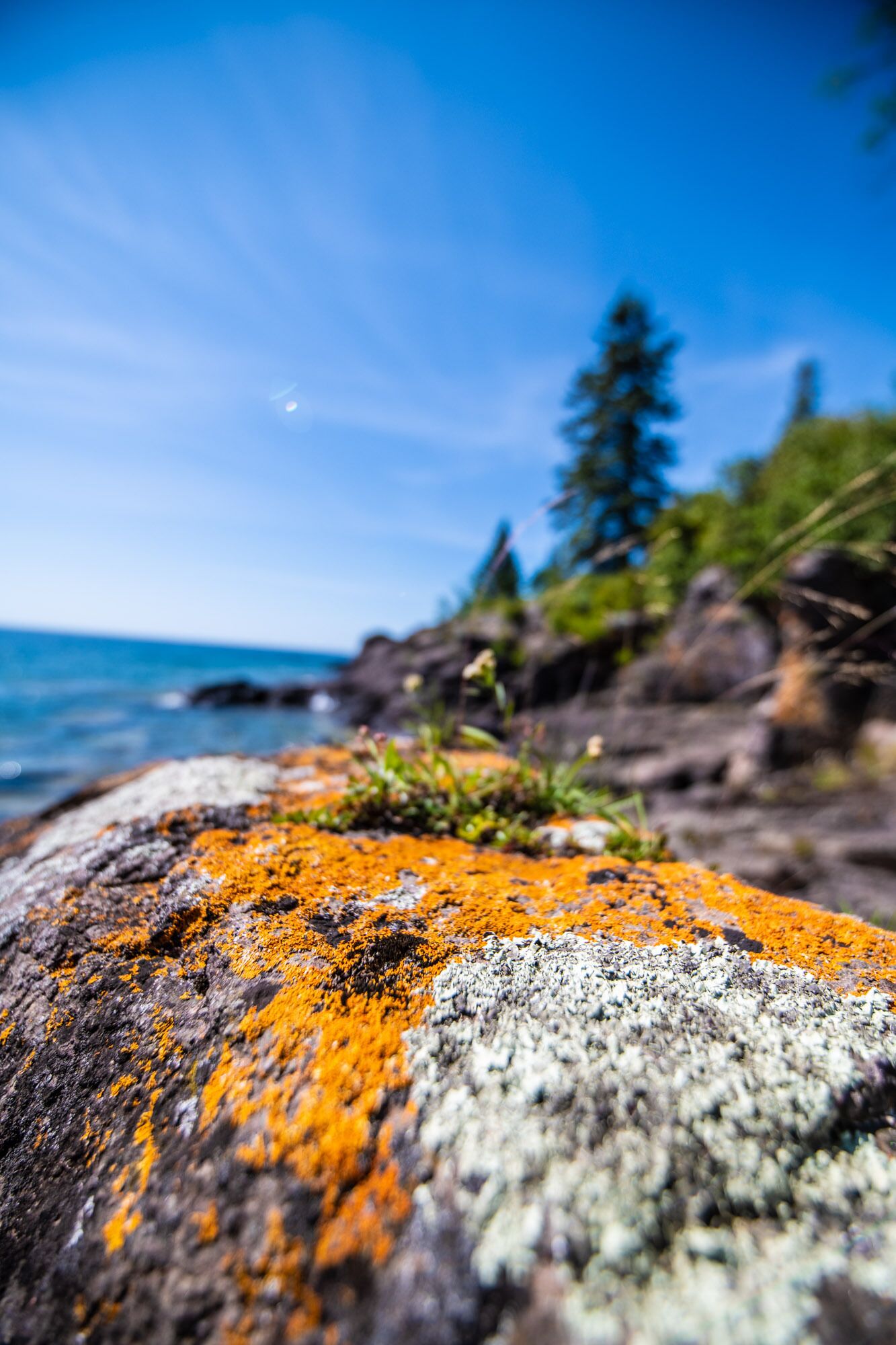 A close-up of a rock with orange lichen.