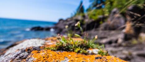 A close-up of a rock with orange lichen.