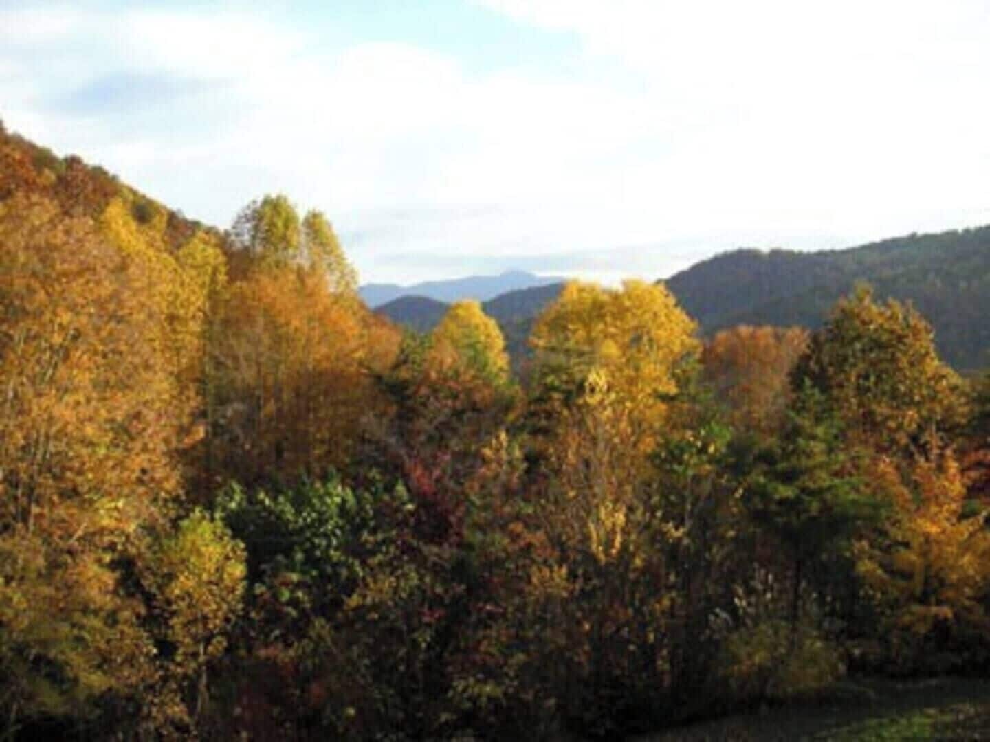 A forested landscape with autumn foliage.