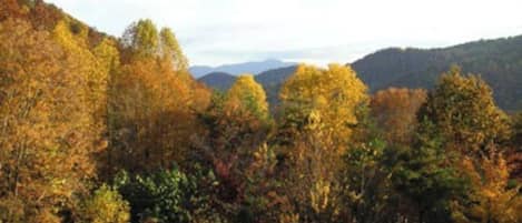 A forested landscape with autumn foliage.