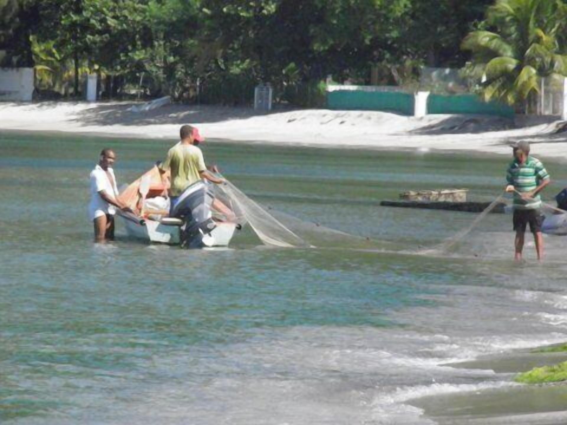 Un grupo de personas pescando cerca de una playa arenosa, con palmeras al fondo.
