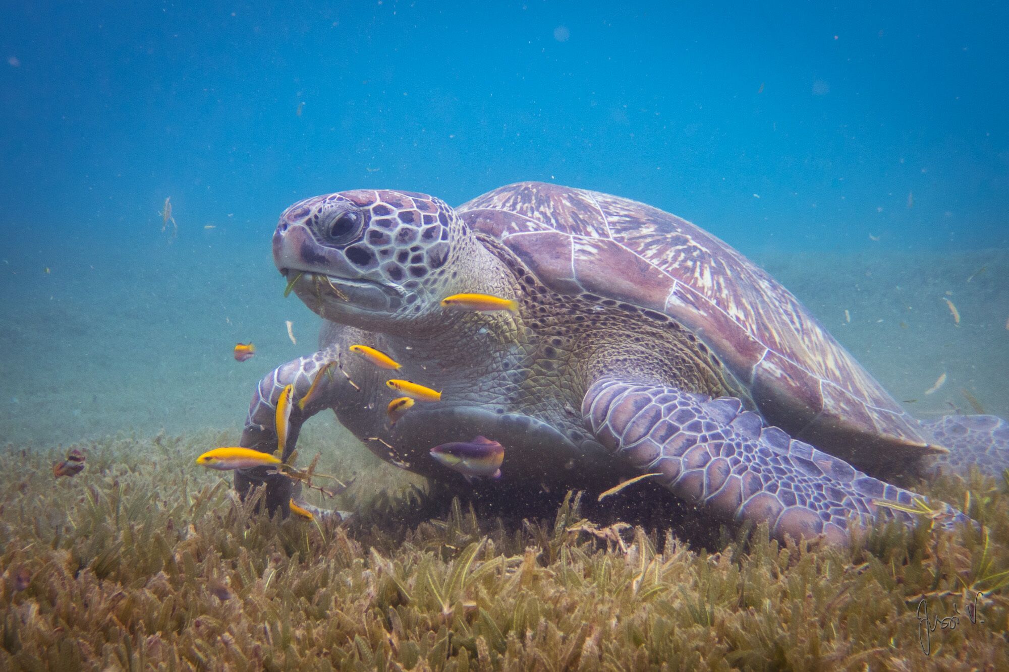 A sea turtle with yellow fish swimming around it.