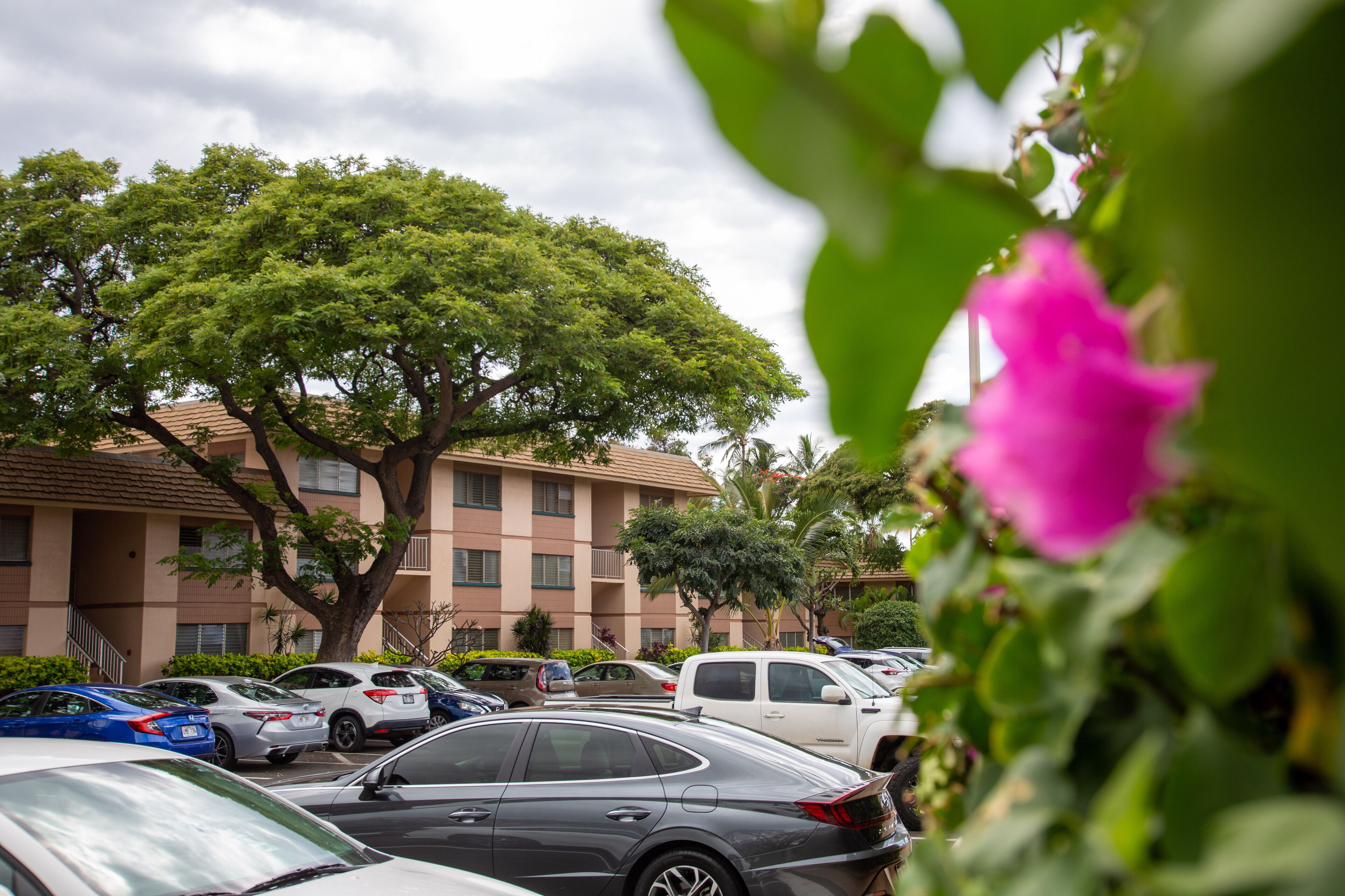 Un estacionamiento con varios coches, un árbol grande y un edificio con balcones.