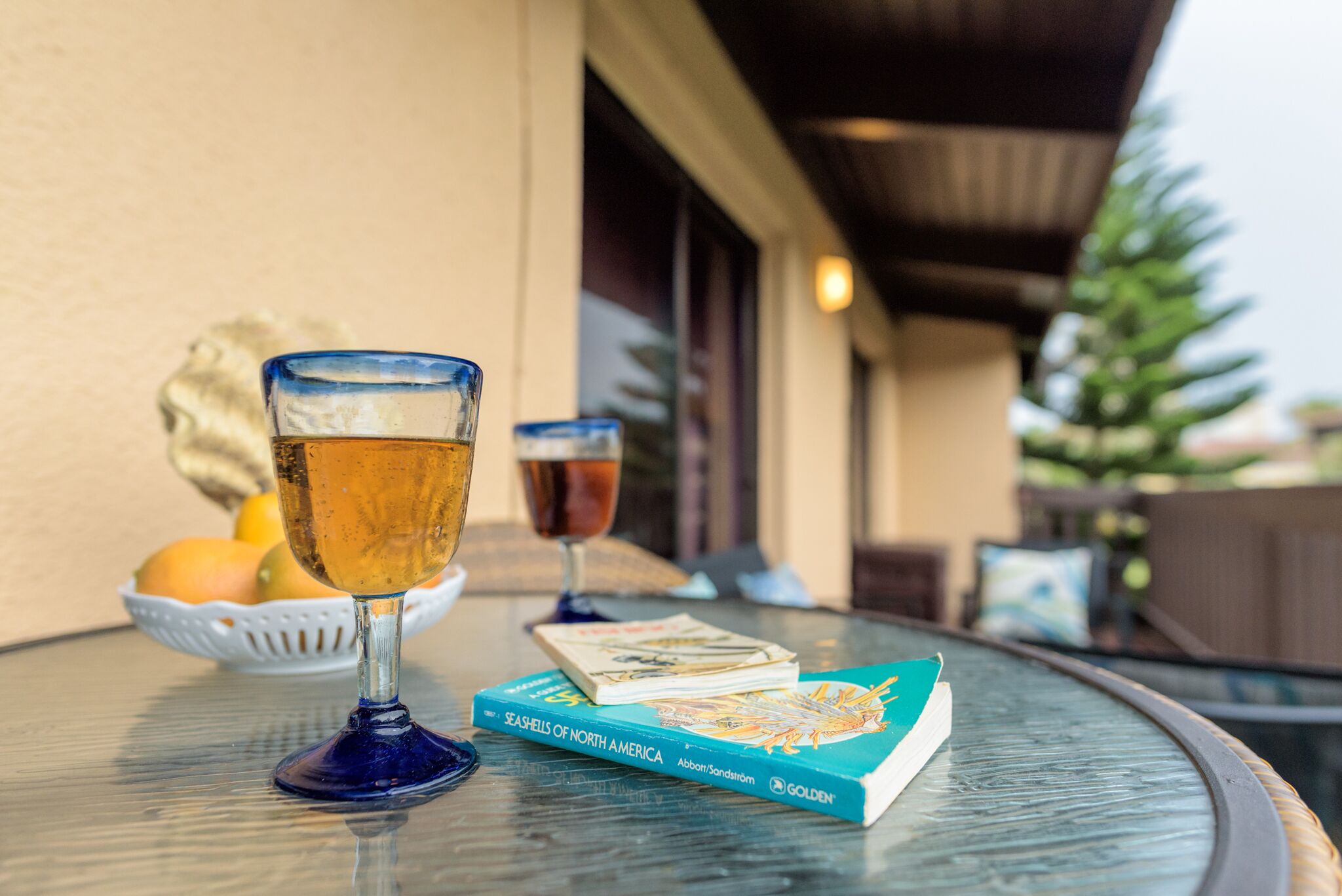 Une table en verre avec deux boissons et un livre intitulé « Les coquillages d’Amérique du Nord ».
