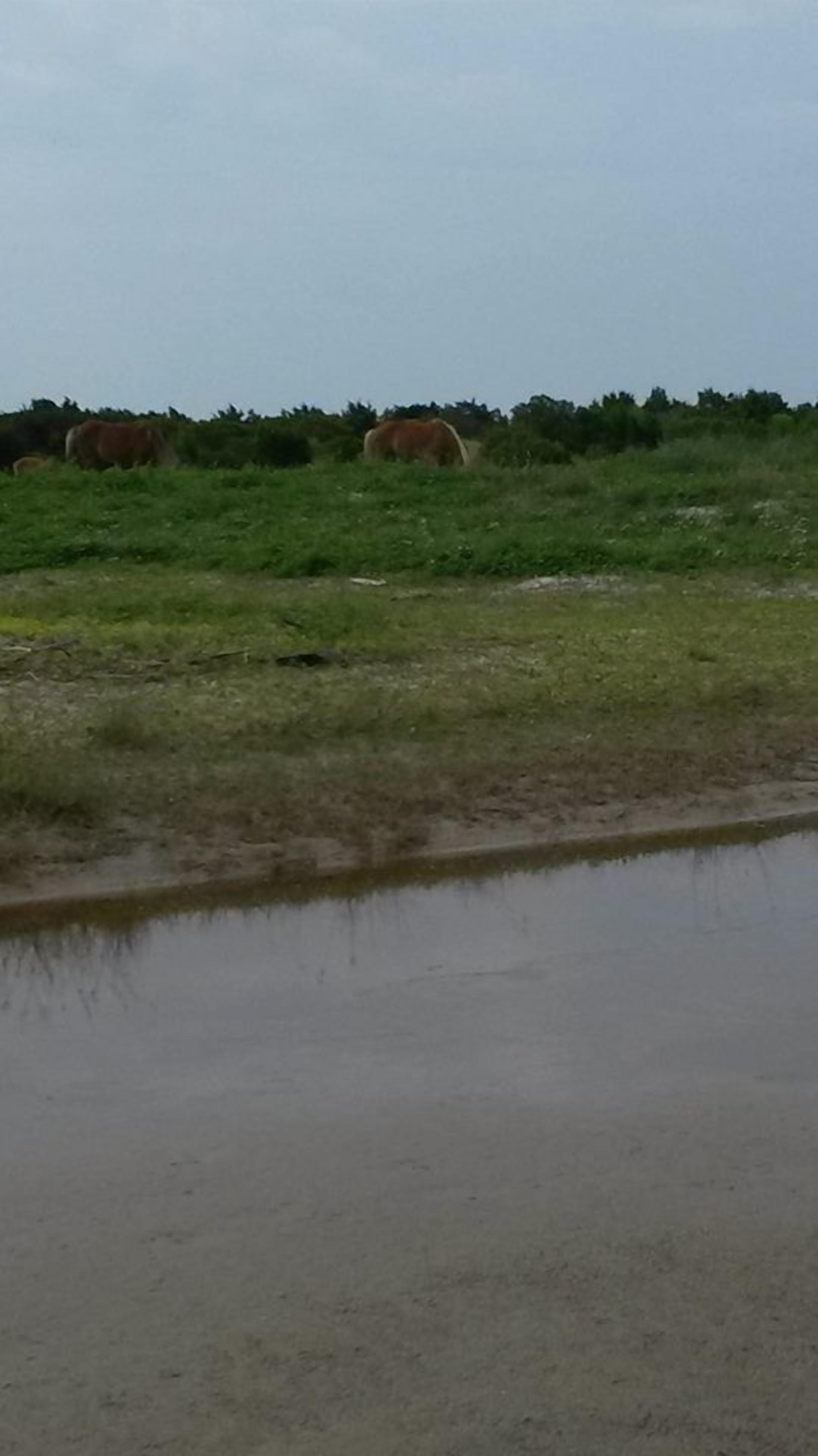 A field with horses grazing and a muddy water body in the foreground.