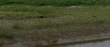 A field with horses grazing and a muddy water body in the foreground.