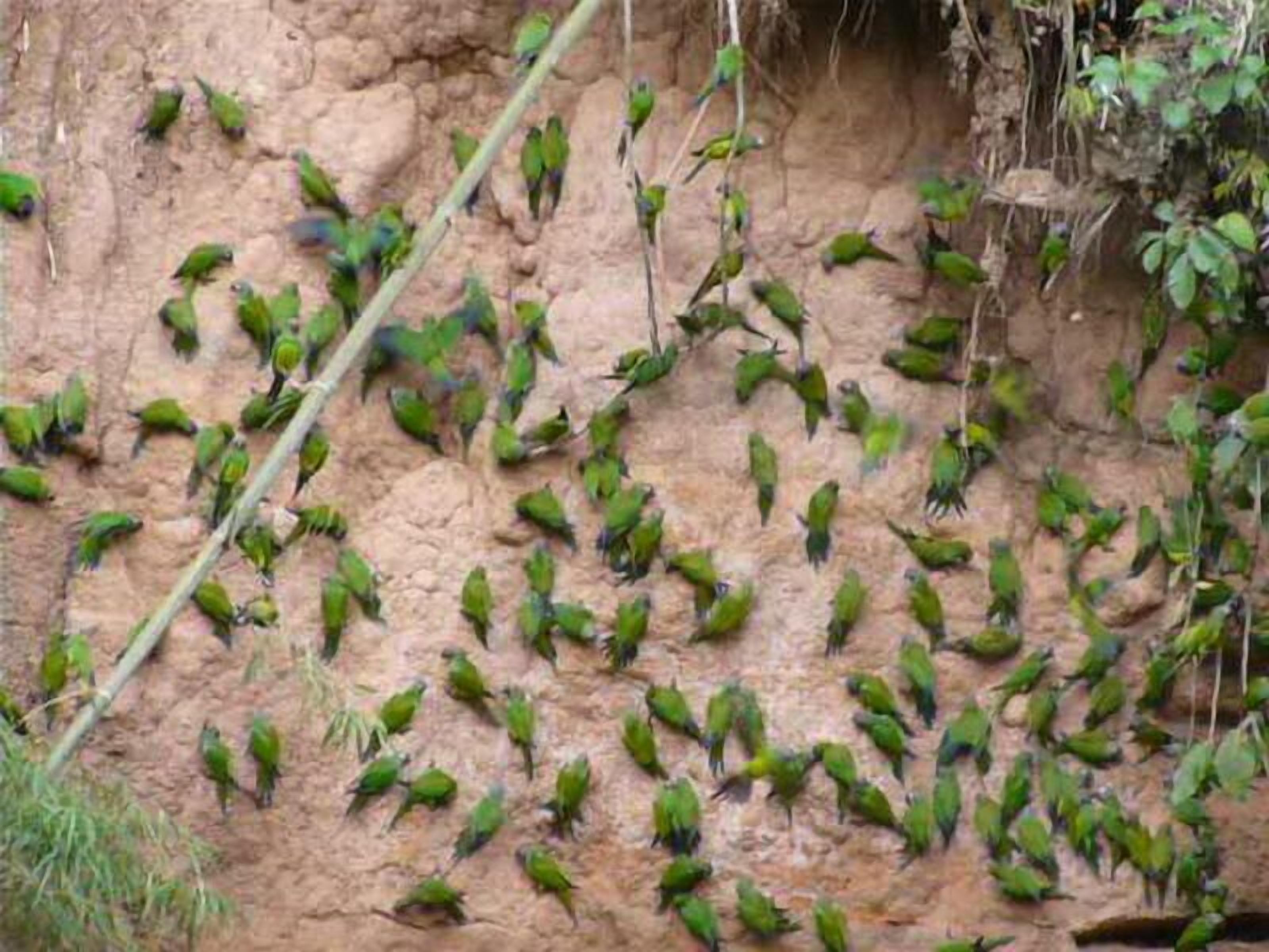 A group of birds perched on a rocky cliff.