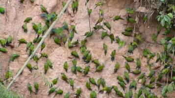 A group of birds perched on a rocky cliff.