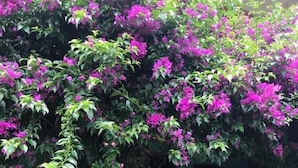 A wooden sign with "COOPED STUDIO" written on it, surrounded by lush greenery and purple flowers.