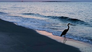 Una playa con un solo ave junto al borde del agua.