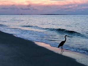 Sun loungers - Adorable Lil' Ol' Beach Shack (Dauphin Island)