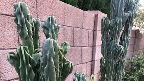 Eine Kakteengarten mit verschiedenen Kakteenarten vor einer Ziegelwand.