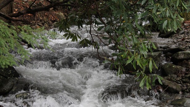 Ein Fluss fließt über Felsen, im Hintergrund dichtes Grün.