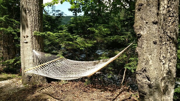 A hammock between trees in a forested area.