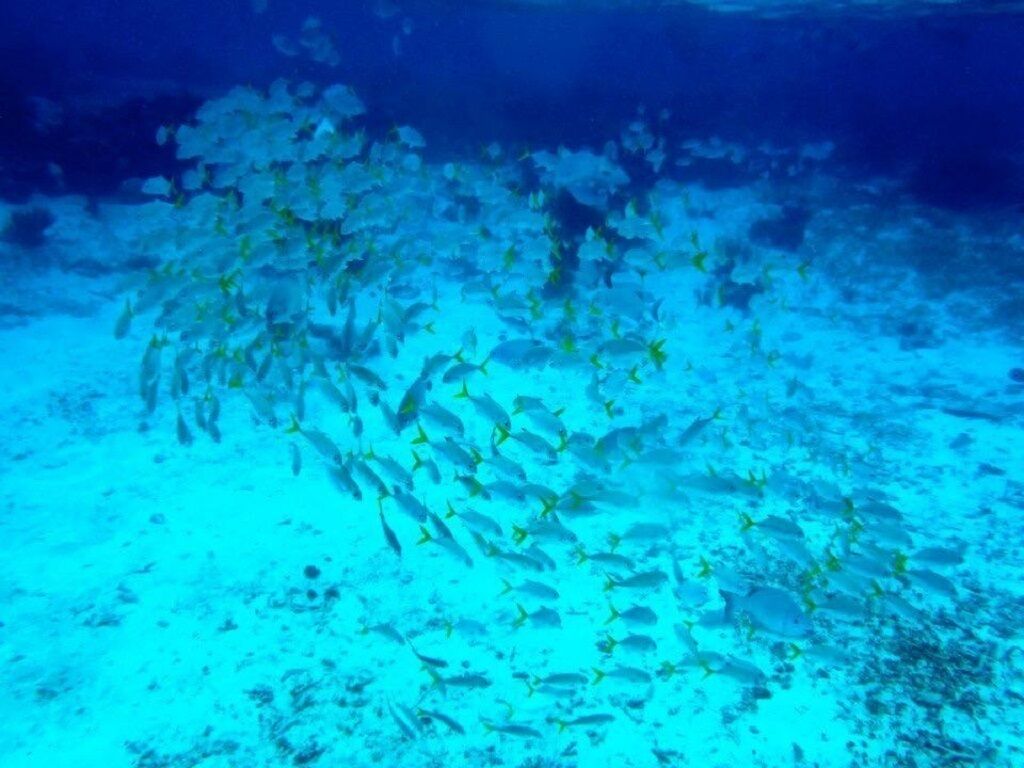 An underwater scene with a school of fish swimming in a blue ocean environment.
