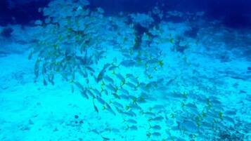 An underwater scene with a school of fish swimming in a blue ocean environment.