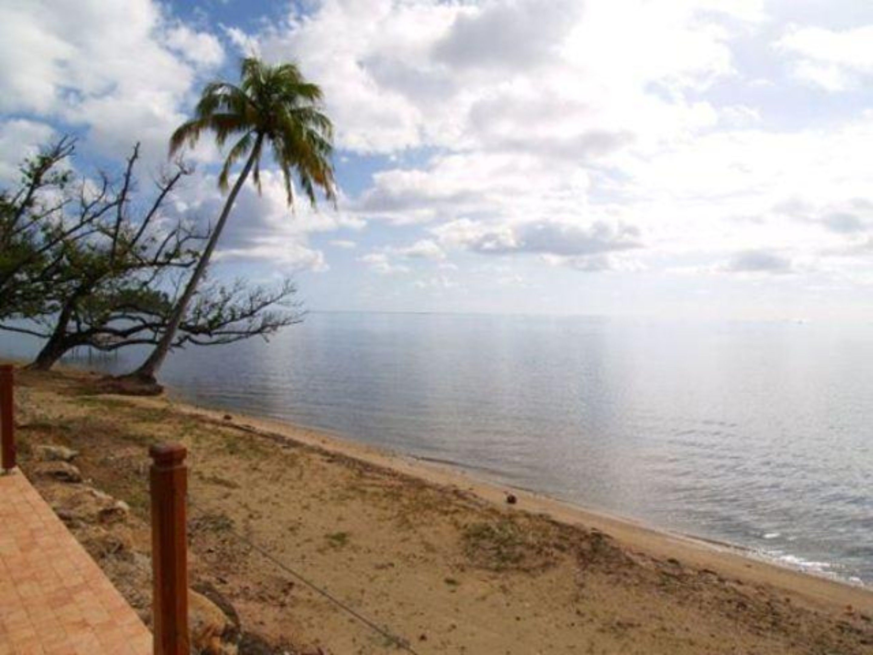 Una playa con una palmera y un camino de madera.