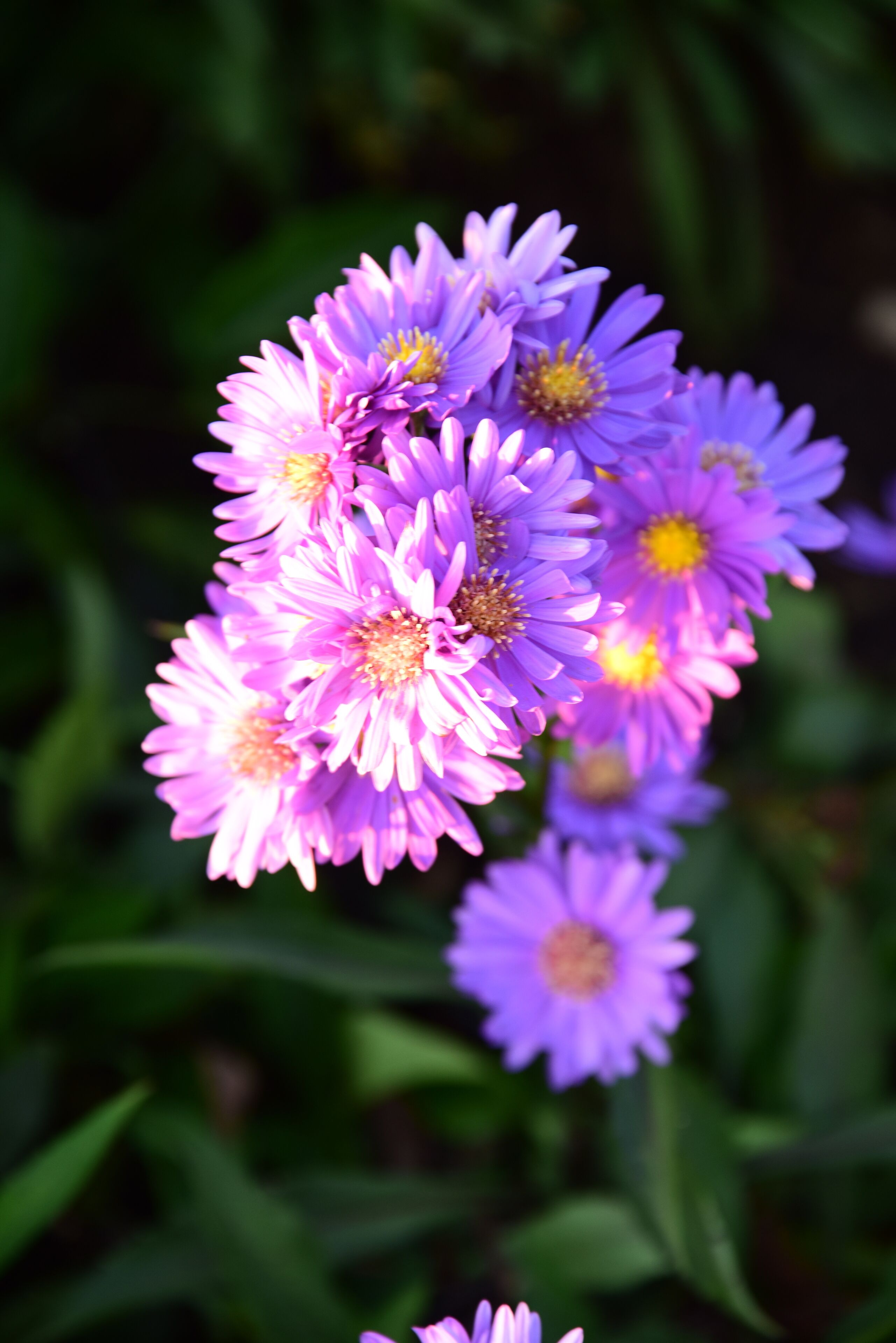 En gruppe lilla blomster med gule midter, sandsynligvis en have eller udendørs område.