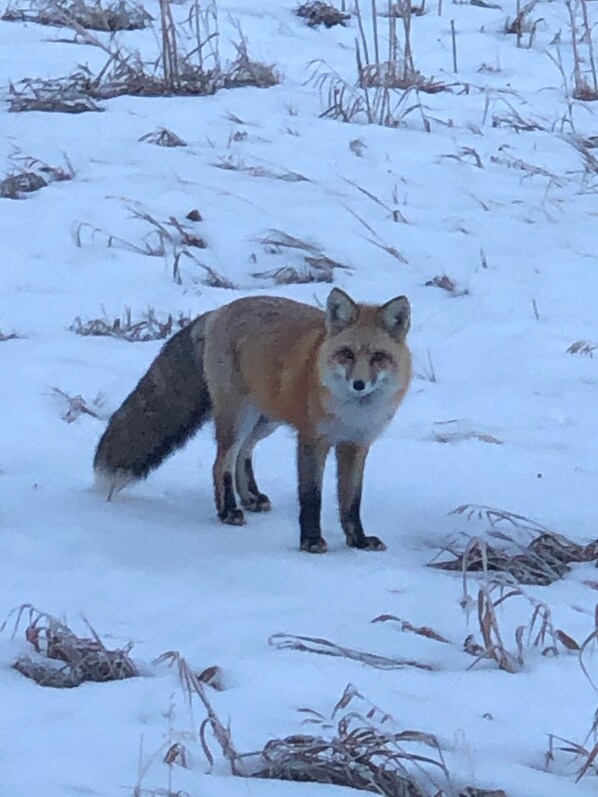 A fox standing in a snowy field. - East Vail 2 BD 2 BT Condo on Free Bus Line to Vail Village. (Vail)