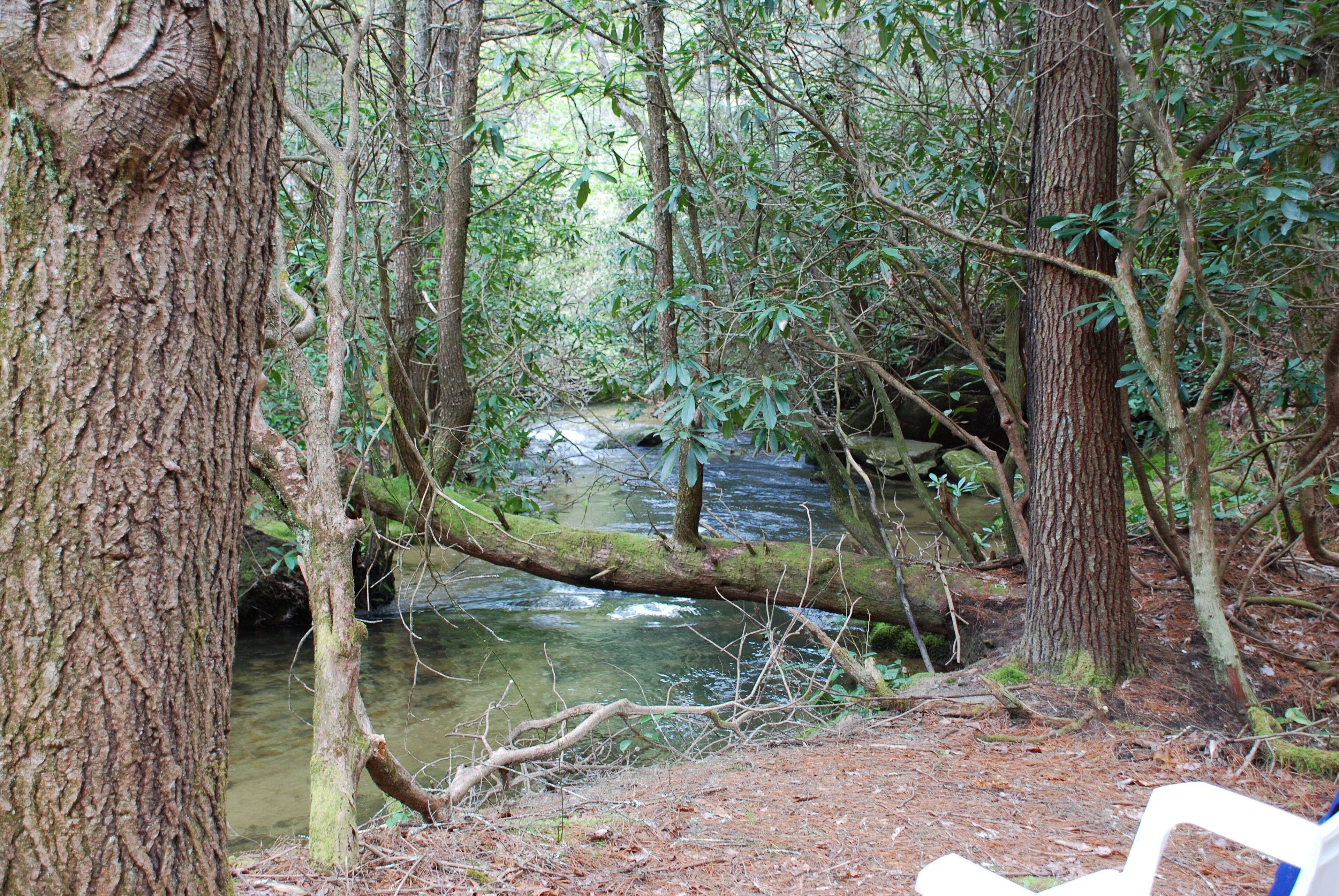 A forested area with a stream, trees, and a fallen branch.