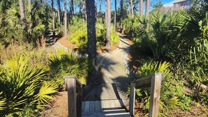 A wooden boardwalk leading through a forested area with tall pine trees and palm-like plants.