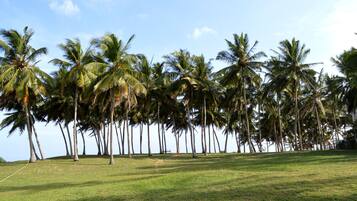 A grassy area with tall palm trees under a clear sky.