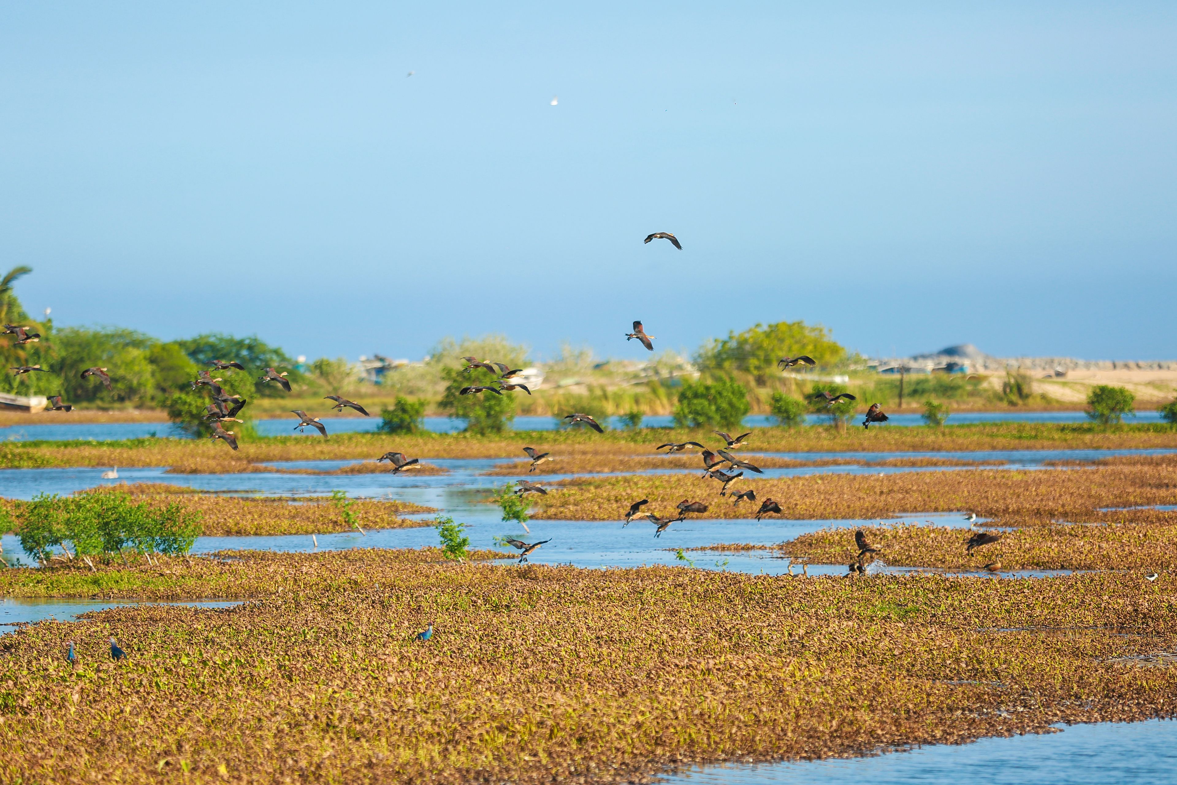 A wetland area with water and vegetation, birds flying and landing.