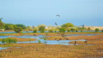 A wetland area with water and vegetation, birds flying and landing.