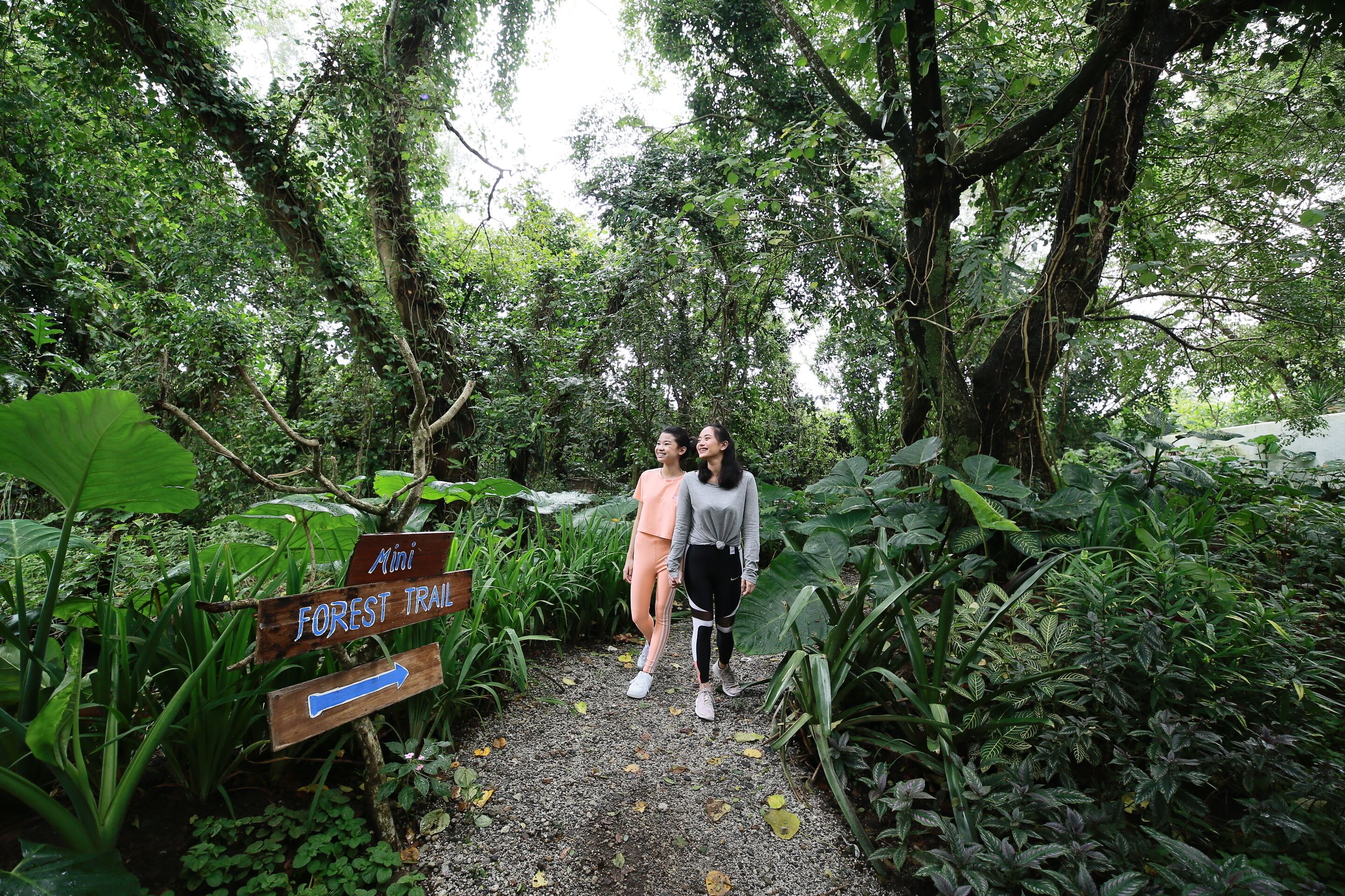 A forest trail sign with a directional arrow.