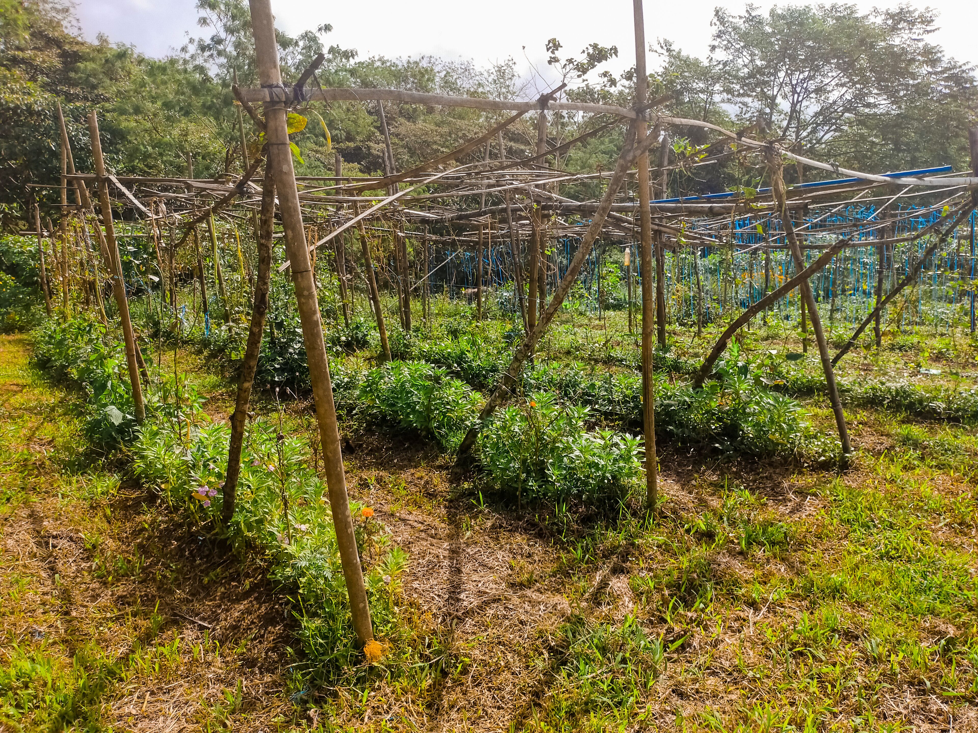 Un jardín con una estructura de enrejado que sostiene plantas trepadoras.