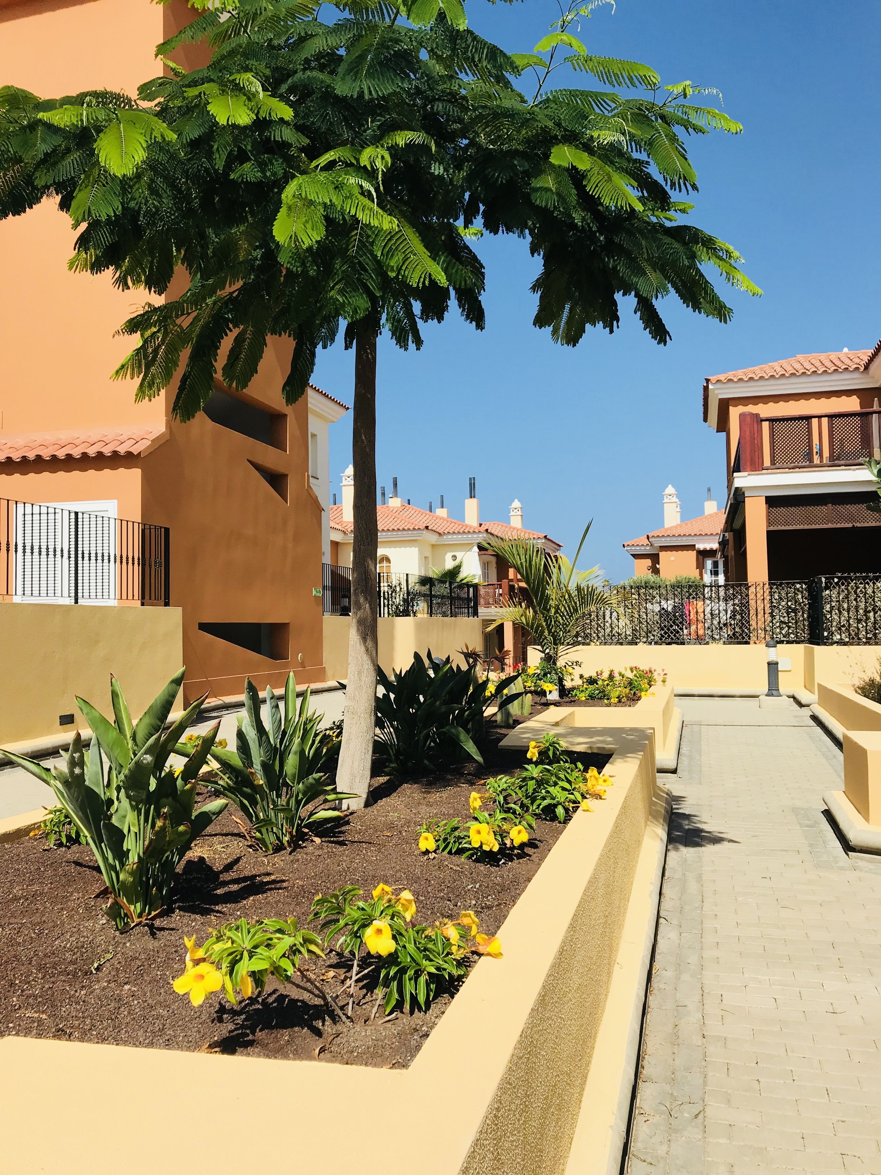A residential area with a paved walkway, a large tree, and a variety of plants and flowers.