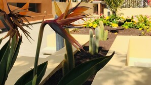 Un patio con una planta de ave del paraíso, cactus y un edificio de techo con tejas.