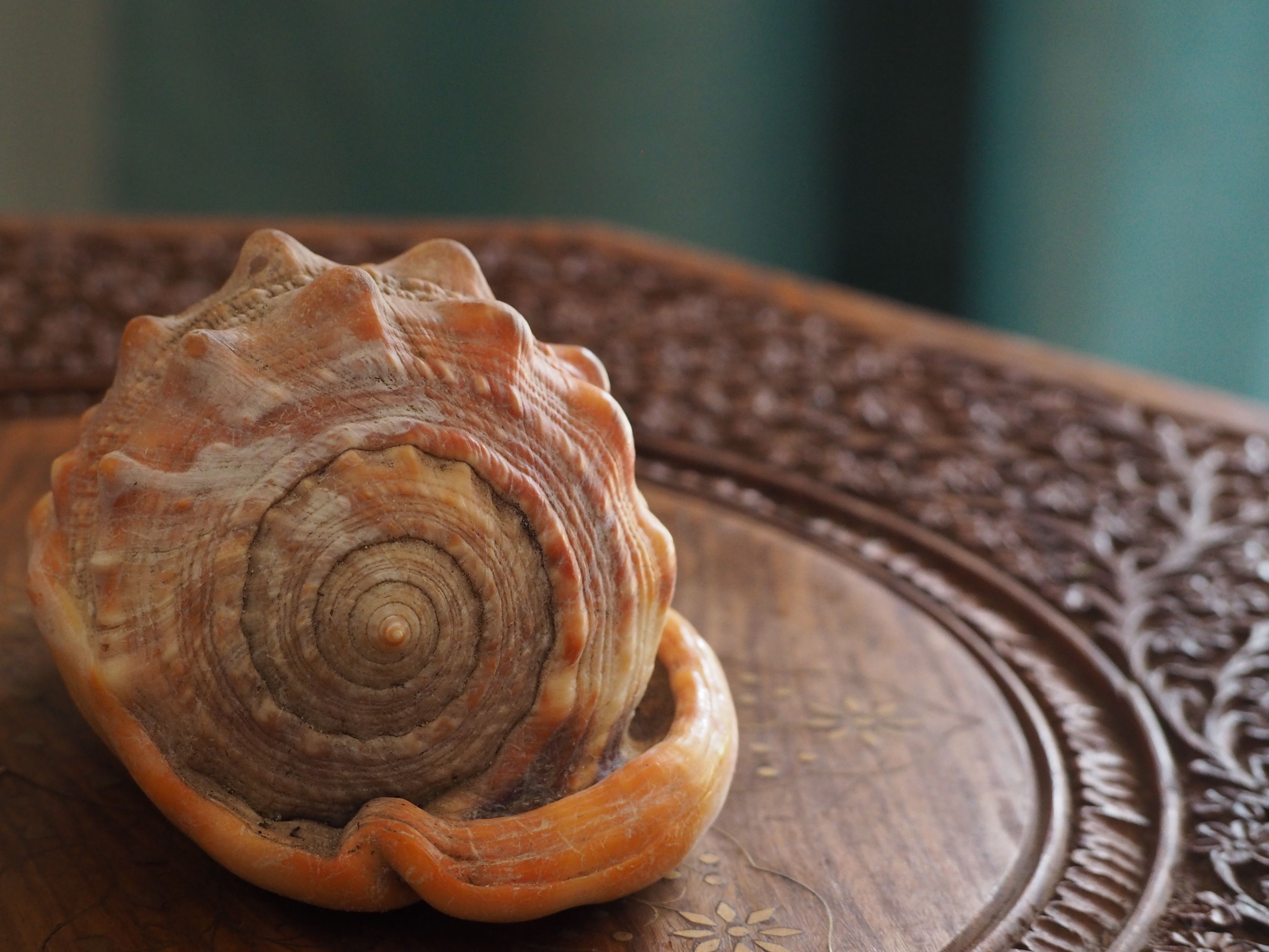 A seashell on a wooden surface with intricate carvings.